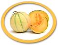 concentrated honeydew juice suppliers usa
